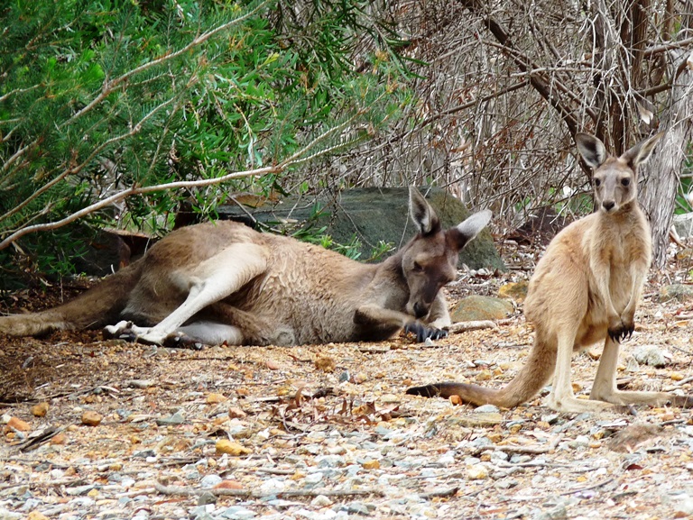 Riesenk&auml;ngurus im Forrest NP